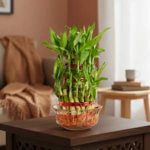 Lucky Bamboo Plant