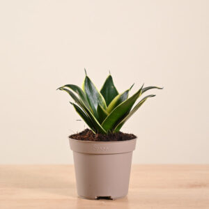 Snake Plant - Golden Hahnii